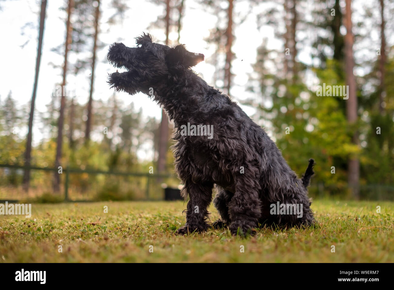 Miniature black schnauzer walking outdoor waiting for his owner on the