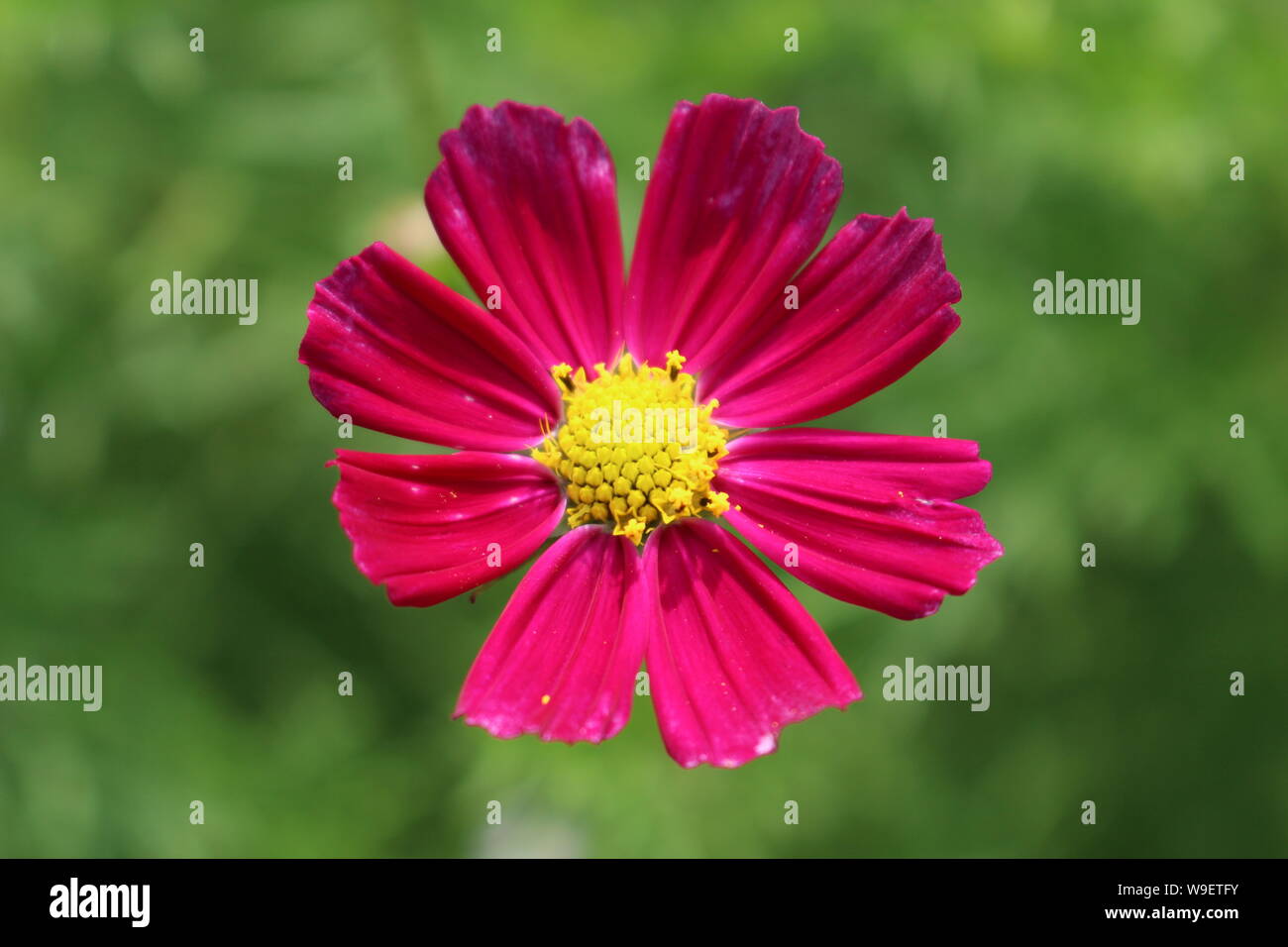 Close up of a cosmos plant Stock Photo