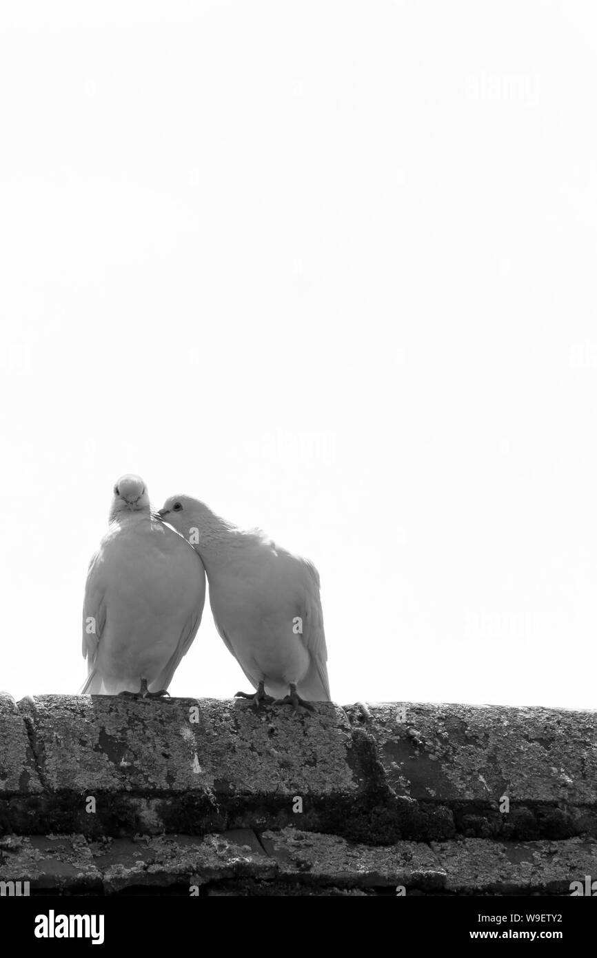 Love couple of white pigeon stand on the roof Stock Photo Alamy