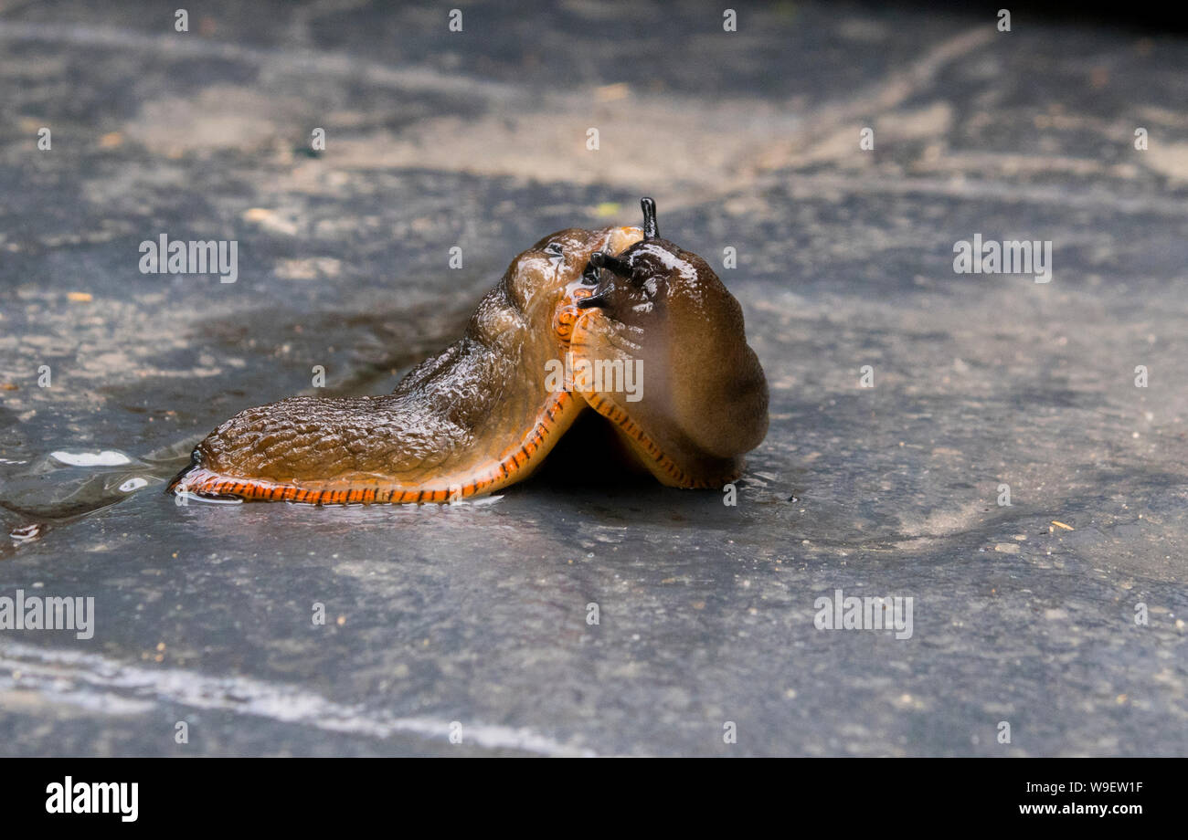 Arion Ater slugs mating Stock Photo