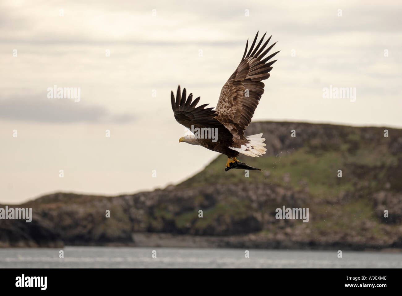 White-tailed sea eagle (Haliaeetus albicilla), Isle of Mull Stock Photo