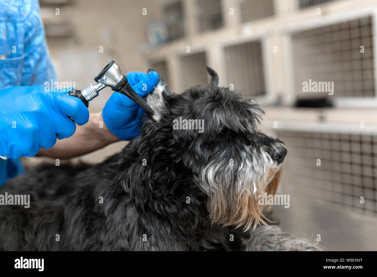 Young veterinarian technician check his patient ears. Dog ear check in