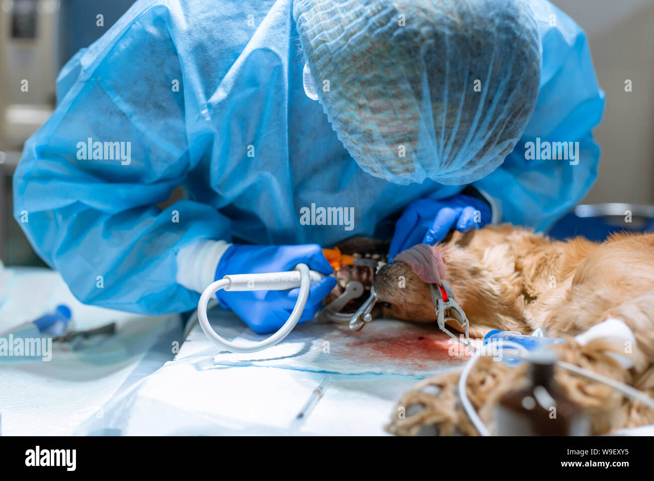 dog teeth cleaning clinic