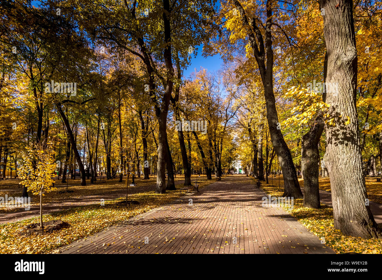 Yellow leaf fall in the park in golden autumn. Landscape with maples ...