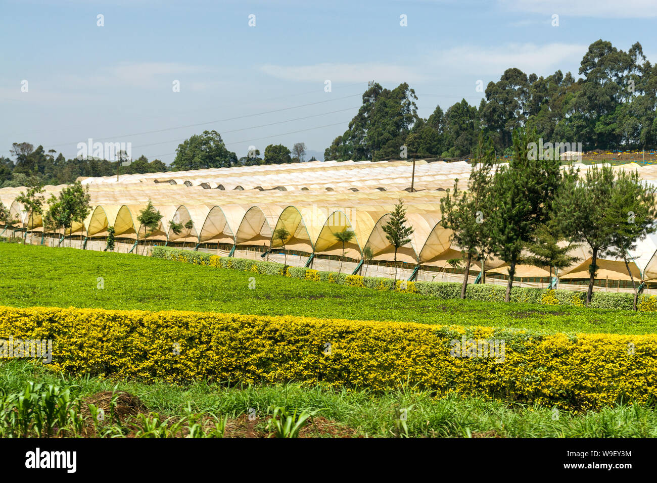 Flower farm white canopies, Limuru, Kenya Stock Photo Alamy