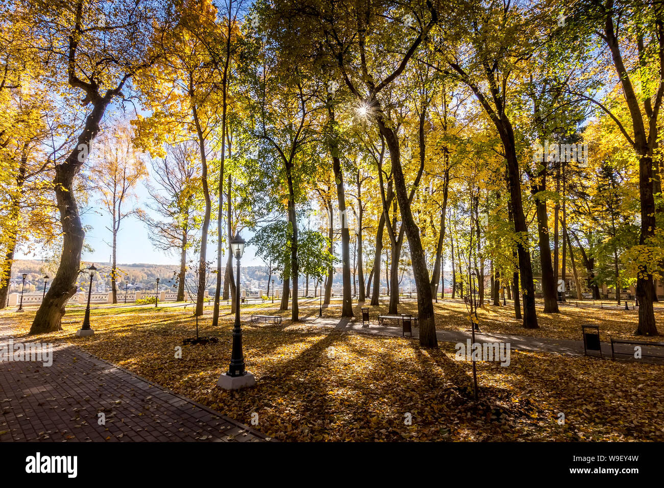 Yellow leaf fall in the park in golden autumn. Landscape with maples ...
