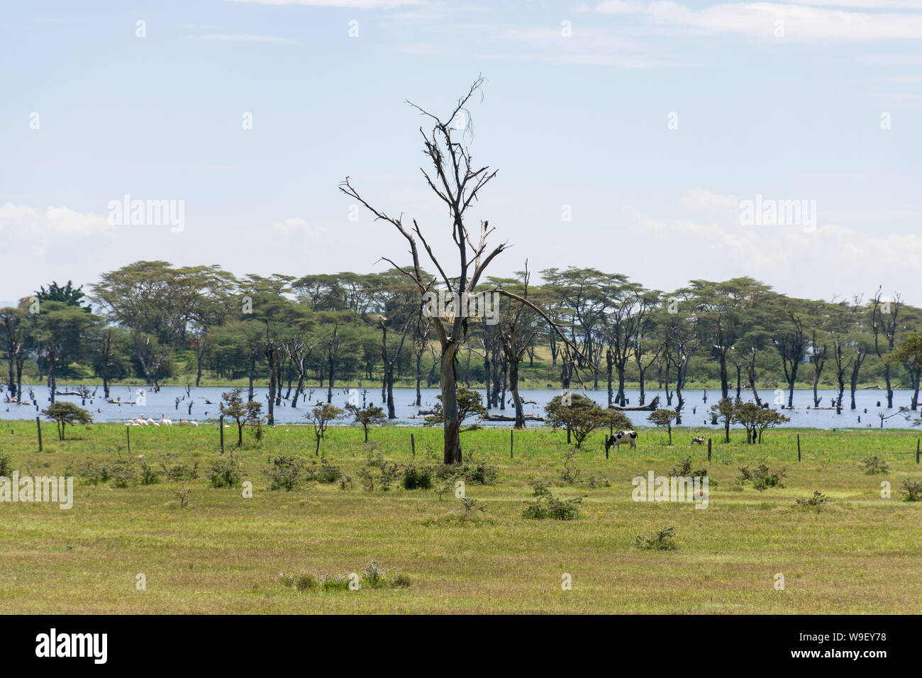 Lake Naivasha shoreline with dead trees partially submerged, Kenya, East Africa Stock Photo