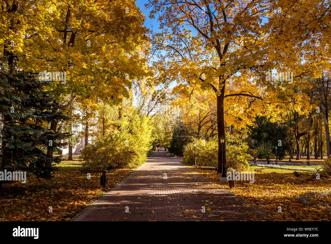 Yellow leaf fall in the park in golden autumn. Landscape with maples ...