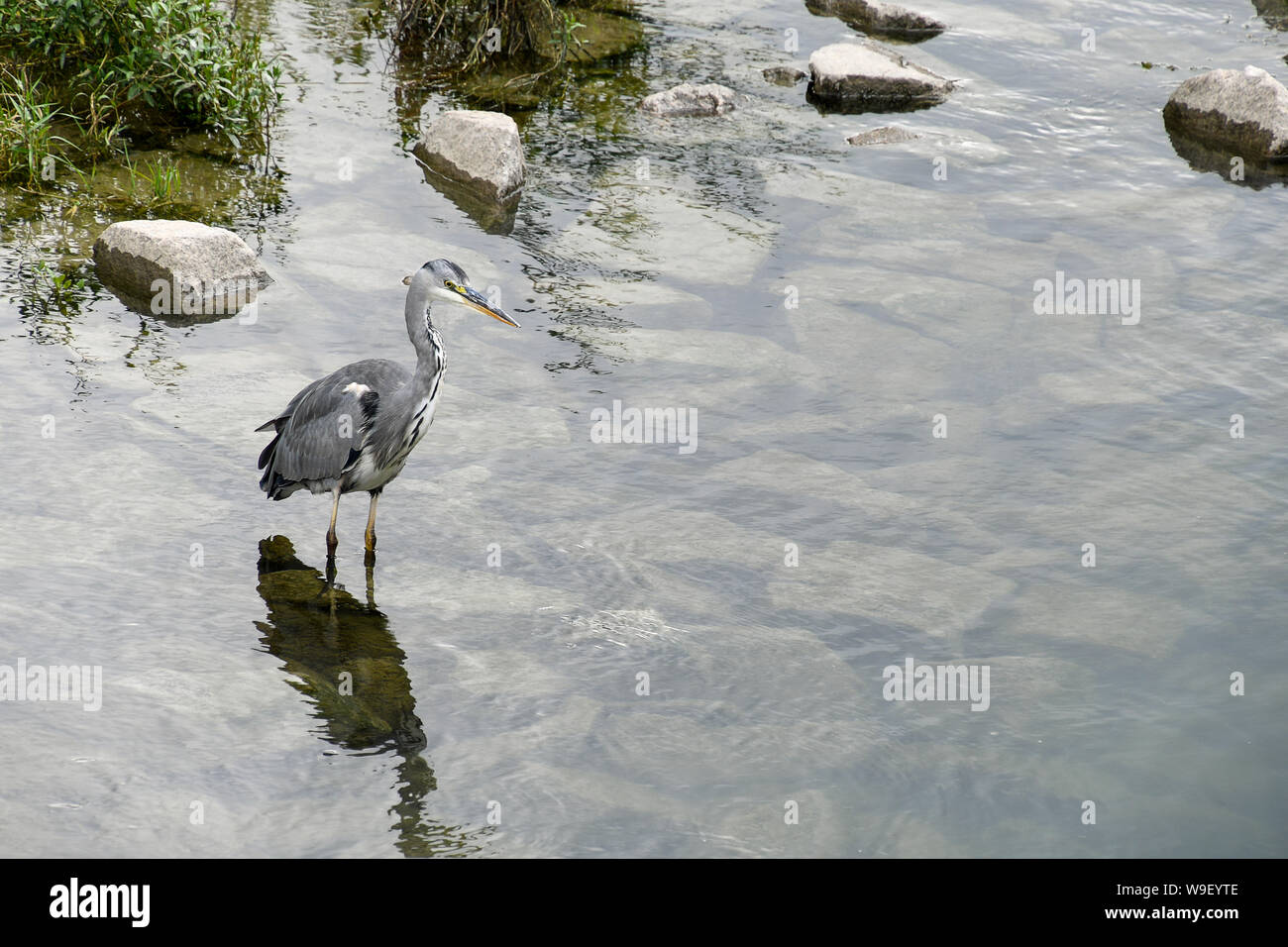 grey heron in river water with shadow reflection Stock Photo