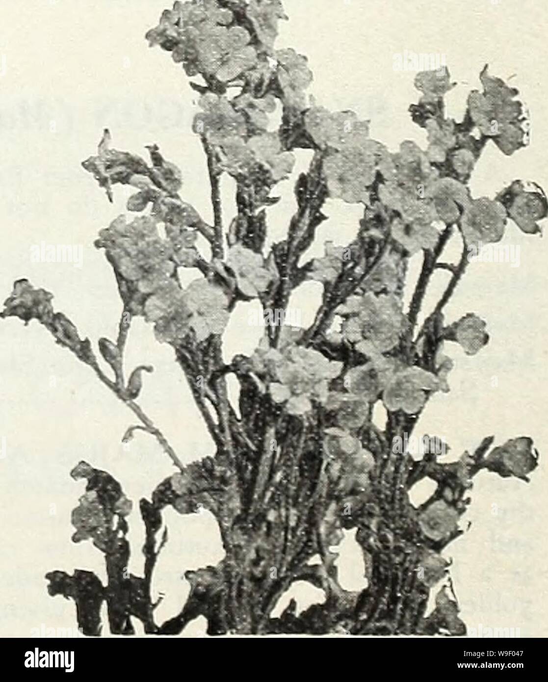Archive image from page 5 of Currie Bros  fifty-eighth year. Currie Bros. : fifty-eighth year 1933  curriebrosfiftye19curr Year: 1933 ( ANTIRRHINUM NANUM GRANDIFLORUM TANGERINE The flowers are a brilliant fiery orange of great intensity holding its orange brilliancy till the flowers drop, throwing many long spikes with fine large flowers. Tangerine will make an excellent bedding variety having a color much in de- mand lending itself to color schemes for the garden beautiful. Pkt. 25c ANTIRRHINUM TOM THUMB DAINTY GEM' a Antirrhinum Tom Thumb 'Dainty Gem' ANCHUSA ANNUAL BLUE BIRD Plants grow abo Stock Photo
