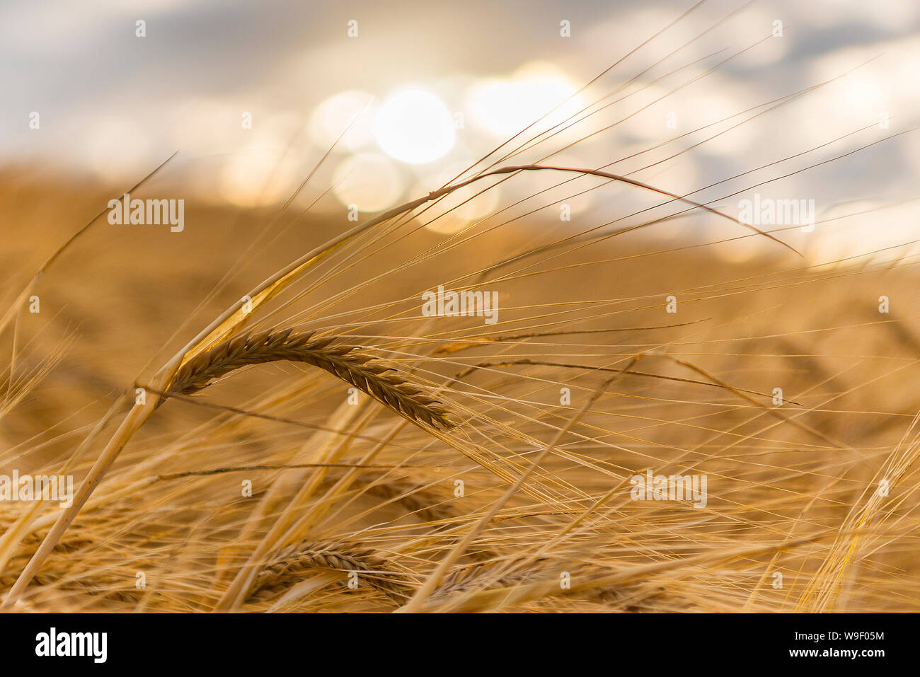 Ripe barley in the golden light of sunset, soft bokeh background Stock Photo