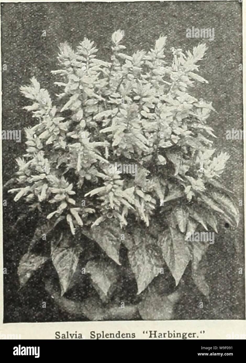 Archive image from page 5 of Currie's garden annual  spring. Currie's garden annual : spring 1931 56th year  curriesgardenann19curr Year: 1931 ( Anchusa Annual 'Blue Bird.' ANCHUSA ANNUAL 'BLUE BIRD' The perennial Anchusa, in its highest development the Dropmcwe variety, is deservedly popular by its lovely bright blue flowers, its floriferousness and long period of bloom. This esteem has been shared to some extent by the annual An- chusa, but its straggly habit has always been a drawback, especially for small gardens. This fault has been entirely eliminated in our novelty, which grows about 18 Stock Photo