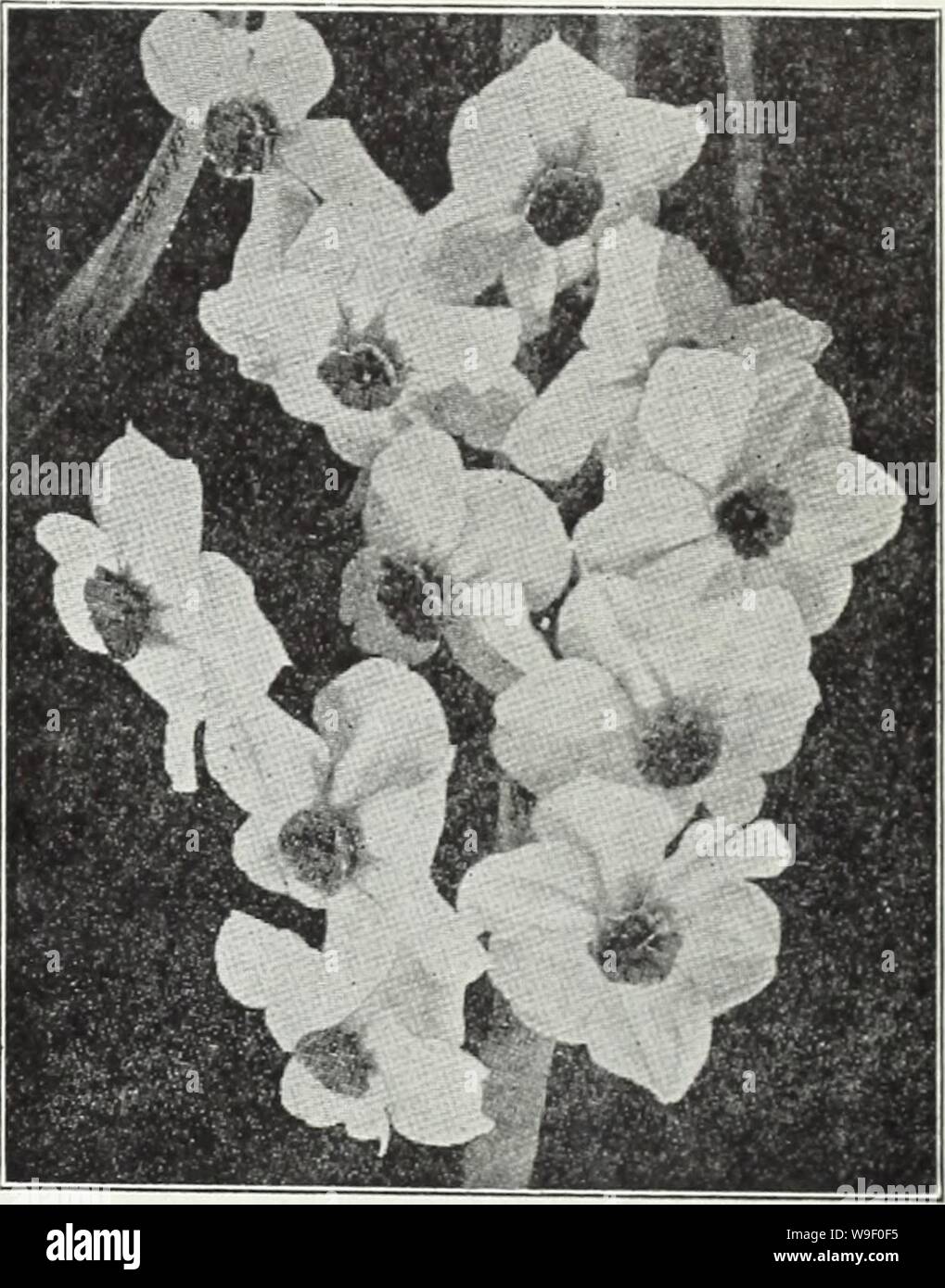 Archive image from page 6 of Currie's bulbs and plants . Currie's bulbs and plants : autumn 1928  curriesbulbsplan19curr Year: 1928 ( Narcissus Poetaz Elvira Narcissus Poetaz By crossing- Poeticus and Polyantlius varieties this new perfectly hardy strain of Narcissus was ob- tained. Besides being hardy, this class does not have the strong-, rather disag-reeable scent of the Poly- anthus varieties. The flowers are larg:e, three to four on a stem, each bulb bearing- two or three stems. long I31vira — White with yellow cup Laurens Ivoster — Flowers larg-e, pure white with deep orange- yellow cup, Stock Photo