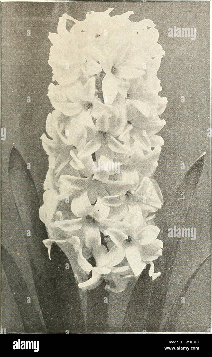 Archive image from page 6 of Currie's bulbs and plants . Currie's bulbs and plants : autumn 1925  curriesbulbsplan19curr 2 Year: 1925 ( f ' CURRIE BROS. CO. AUTUMN CATALOGUE, 1925 DUTCH HYACINTHS    Single Dutch Hyacinth. DOUBLE RED AND ROSE. Bouquet Tendre—Bright i-ed, fine truss. Grootvorst—Rose, very fine truss. Lord Wellington—Finest pink, large bells. Prince of Orange—Dark rose, striped, large truss. DOUBLE WHITE. Bouquet Royal—Pure. Isabella—Blush-white, splendid spike. Prince of Waterloo—Pure. La Verginite—Blush-white, large bells and spike. DOUBLE YELLOW. Bouquet de Orange—Orange. Goet Stock Photo