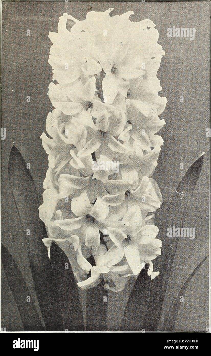 Archive image from page 6 of Currie's bulbs and plants . Currie's bulbs and plants : autumn 1926  curriesbulbsplan19curr 3 Year: 1926 ( CURRIE BROS. CO. AUTUMN CATALOGUE, 1926 DUTCH HYACINTHS    Single Dutch Hyacinth. DOUBLE RED AND ROSE. Bouquet Tendre—Bright red, fine truss. Grootvorst—Rose, very fine truss. Lord Wellington—Finest pink, large bells. Prince of Orange—Dark rose, striped, large truss. DOUBLE WHITE. Bouquet Royal—Pure. Isabella—Blush-white, splendid spike. Prince of Waterloo—Puie. La Verginite—Blush-white, large bells and spike.: DOUBLE YELLOW. Bouquet de Orange—Orange. Goethe—S Stock Photo