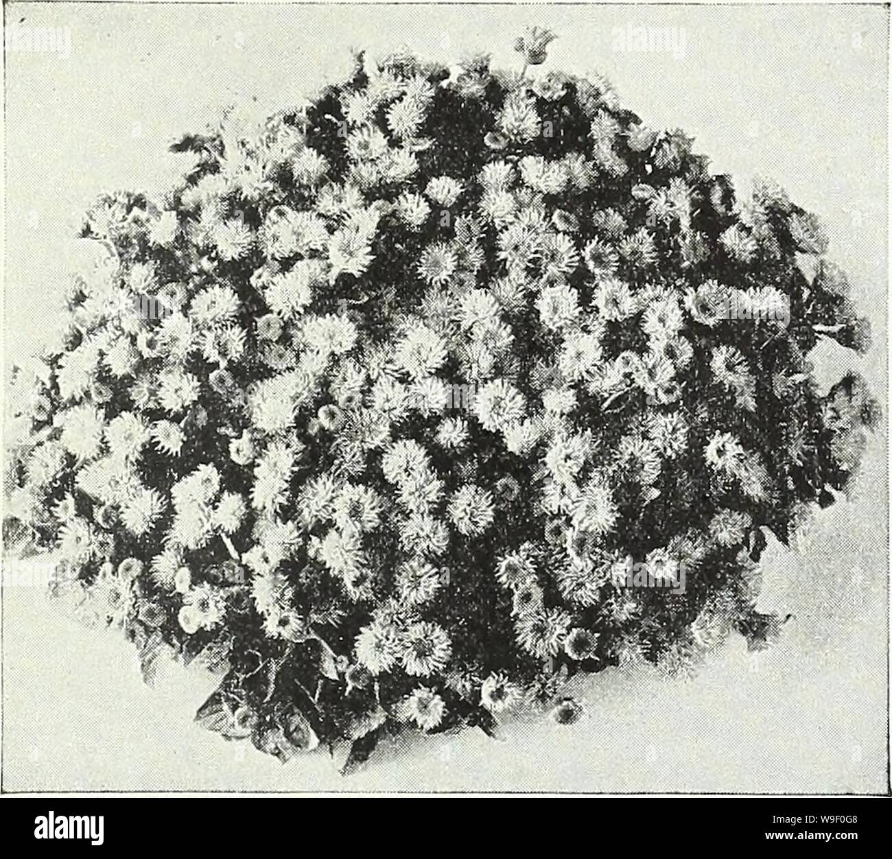 Archive image from page 6 of Currie's garden annual  62nd. Currie's garden annual : 62nd year spring 1937  curriesgardenann19curr 3 Year: 1937 ( CURRIE BROTHERS CO., MILWAUKEE, WIS Page 3 SELECT LIST of Annual Floiver Seeds THE BEST THAT UP-TO-DATE METHODS CAN PRODUCE    Ageratum, Blue Cap ABRONIA or SAND VERBENA UMBELLATA GRANDIFLORA—A quick-growing, trail- ing annual which is excellent for growing in baskets, the rockery, or in the open border. Pkt. 10c ADONIS Showy plants in almost any location, remaining a long time in bloom in partially shady places. AESTIVALIS (Flos Adonis)—A hardy annua Stock Photo