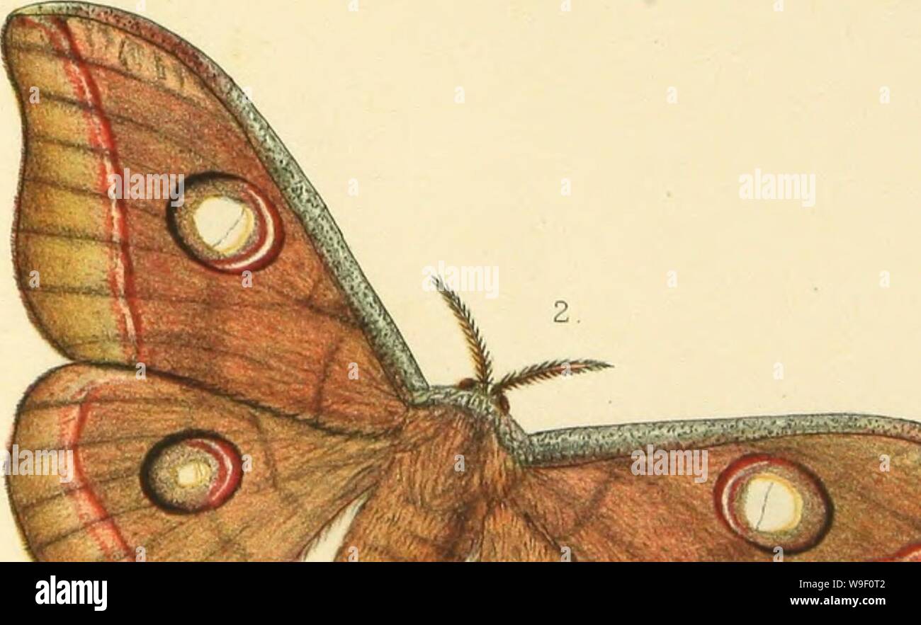 Archive image from page 6 of The silkworm moths of India; Stock Photo