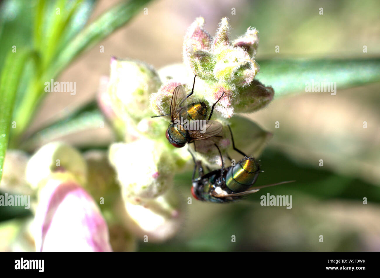 2 Flies on flower buds. Stock Photo