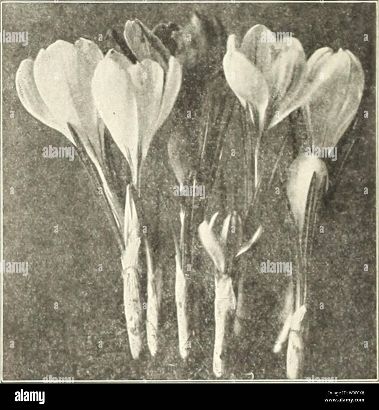 Archive image from page 7 of Currie's bulbs and plants . Currie's bulbs and plants : autumn 1919  curriesbulbsplan19curr 0 Year: 1919 ( Uouiilc Tulip Conronne D'or. Parrot Tulips Parrot tulips, so called because of.their brilliant, parrot-like Coloring, are large, fantastically showy flowers with curled and crested petals. They come into bloom' about the middle of May and remain in bloom for a long time. Each Admiral ConstantinopleâRed $ .05 CramoiHlc BrilliantâDeep crimson, with large, black, star-shaped â r 0.' i.utc:i Vellow 05 Porfcotn yellow and scarlet 0.' Finest Mixed All colors 04 Doz. Stock Photo