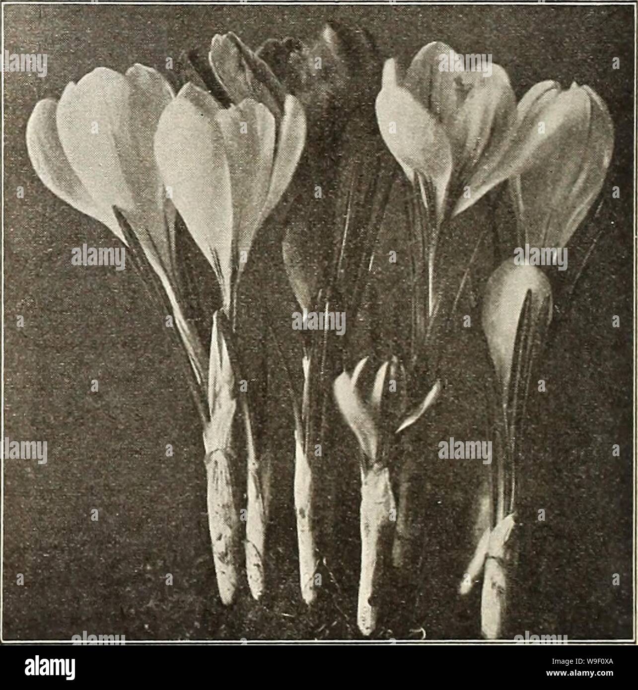 Archive image from page 7 of Currie's bulbs and plants . Currie's bulbs and plants : autumn 1916  curriesbulbsplan19curr 9 Year: 1916 ( DOUBLE TULIP COURONNE D'OR. PARROT TULIPS Parrot tulips, so called because of their brilliant, parrot- like coloring, are large, fantastically showy flowers with curled and crested petals. They come into bloom about the middle of May and remain in bloom for a long time. Each Doz. 100 1000 Admiral ConstantinopleâRed $.03 $.30 $2.00 $15.00 Cramoisie BrilliantâDeep crimson, with large, black, star-shaped center LuteaâYellow PerfectaâYellow and scarlet Finest Mixe Stock Photo