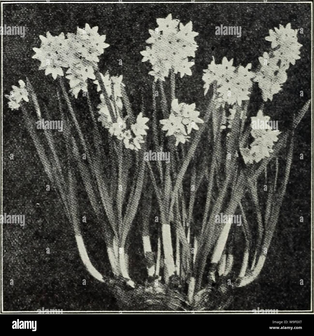 Archive image from page 7 of Currie's bulbs and plants . Currie's bulbs and plants : autumn 1928  curriesbulbsplan19curr Year: 1928 ( Water Flowering Narcissi Ready for Delivery in September. Polyanthus Narcissus (Bunch Flovered) The Polyanthus Narcissus are general favorites for indoor culture, succeeding- equally well planted in soil or in water. They can readily be brought into bloom in six weeks from the time of planting. For water culture all that is necessary is to place the bulbs in a bowl with a few pebbles to support them, or better use a small quantity of prepared fibre instead of th Stock Photo