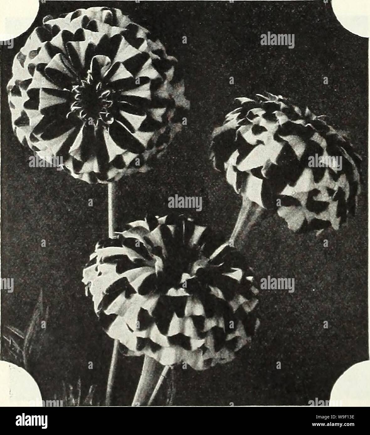 Archive image from page 7 of Currie's garden annual  spring,. Currie's garden annual : spring, 1935 60th year  curriesgardenann19curr 1 Year: 1935 ( annemannia (Sunlite) LEPTOSYNE STILLMANII To many, this variety is entirely new. Although somewhat similar to Maritima, the Sea Dahlia, this variety is a much earlier flowering and dwarfer sort. The plants are covered with masses of the medium sized golden yellow daisy-like flowers over a long season of time. They are fine for borders or dwarf beds and for cutting, and are good subjects for forc- ing in the greenhouse. Pkt., 10c.    Marigold Frenc Stock Photo