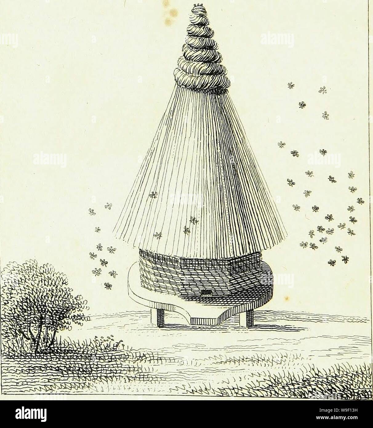 Archive image from page 7 of Traité sur le gouvernement des. Traité sur le gouvernement des abeilles  CUbiodiversity1178837 Year: 1816 ( Stock Photo