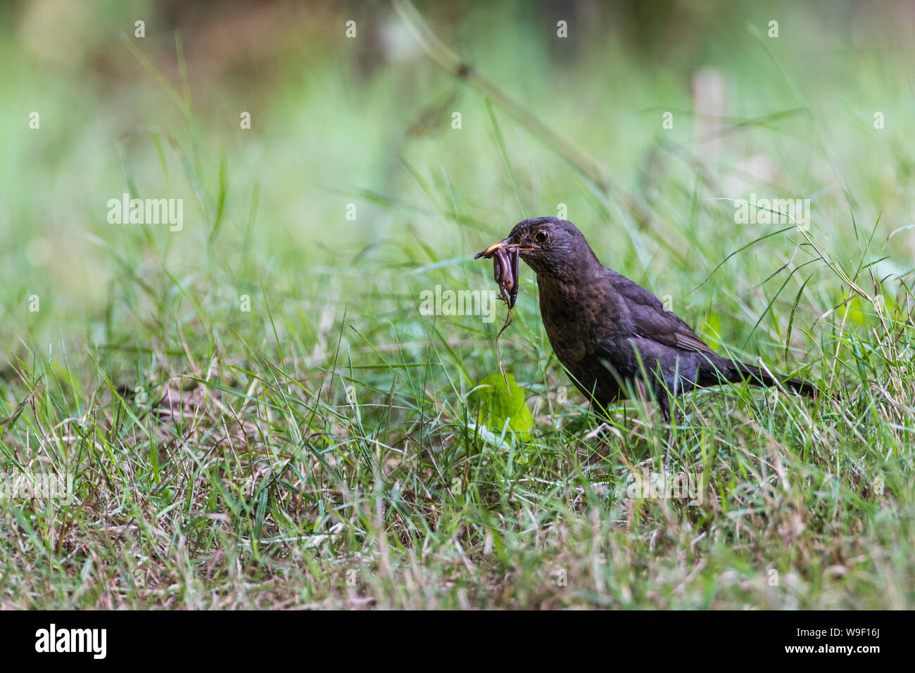 Blackbird in rough grass with a beakfxl of worms Stock Photo