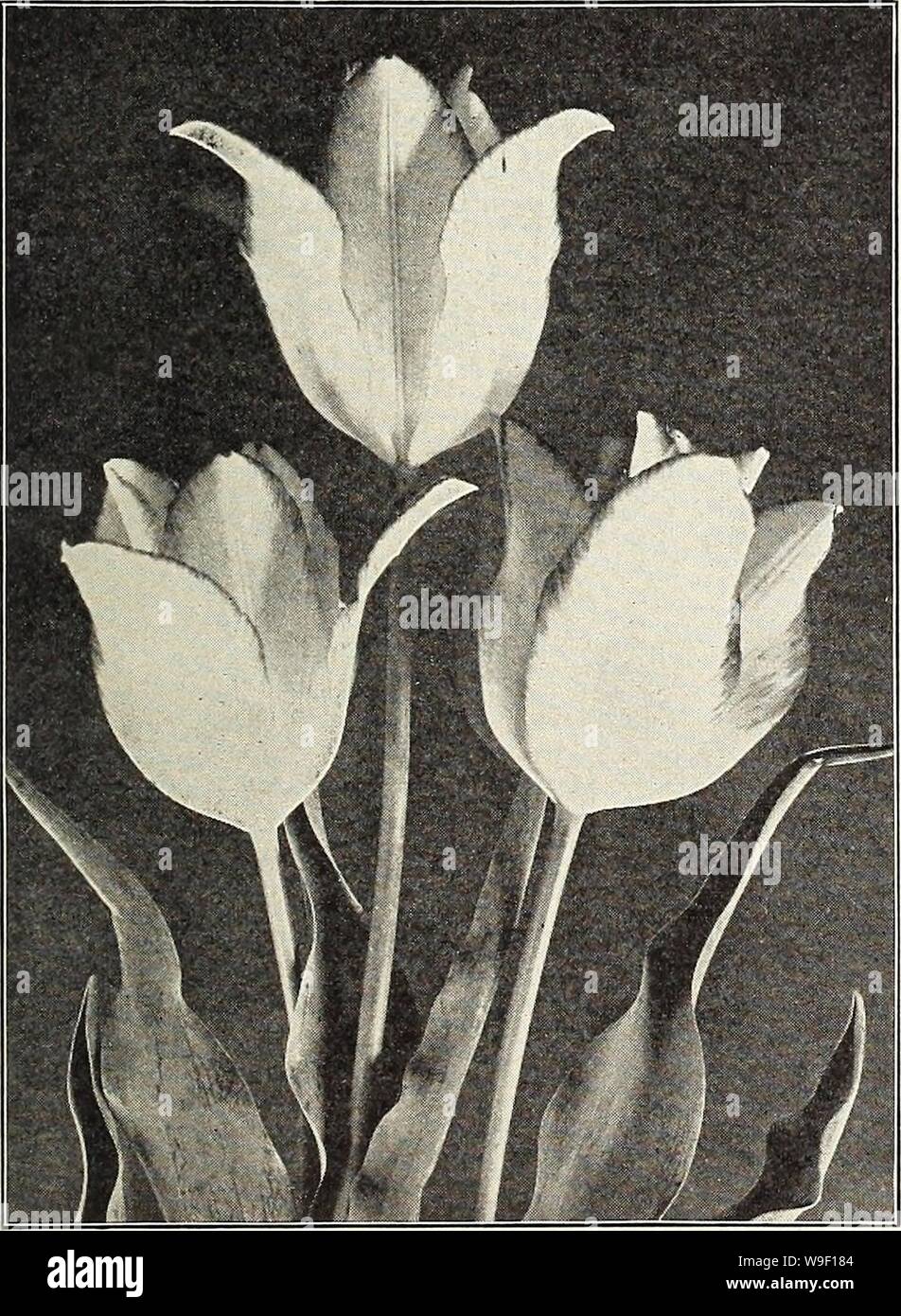 Archive image from page 8 of Currie's bulbs and plants . Currie's bulbs and plants : autumn 1926  curriesbulbsplan19curr 3 Year: 1926 ( CURRIE BROS. CO. AUTUMN CATALOGUE, 1926 Early Double Flowering Tulips Each Doz. 100 1000 c 8 Boule de Neige (Snowball)—Fine large, pure, double white S .09 S .85 S6.25 $46.00 c 8 Cochineal—Large vermillion scarlet. .. .08 .80 6.00 44.00 c 9 Couronne des Roses—Finest Rose 09 .85 6.25 48.00 b 10 Couronne d'Or—Orange 08 .80 6.00 46.00 b 6 Due Van Tholl—Red and yellow 08 .80 6.00 44.00 c 8 Duke of York—A lovely violet, white bordered 09 .85 6.25 48.00 c 9 Gloria S Stock Photo
