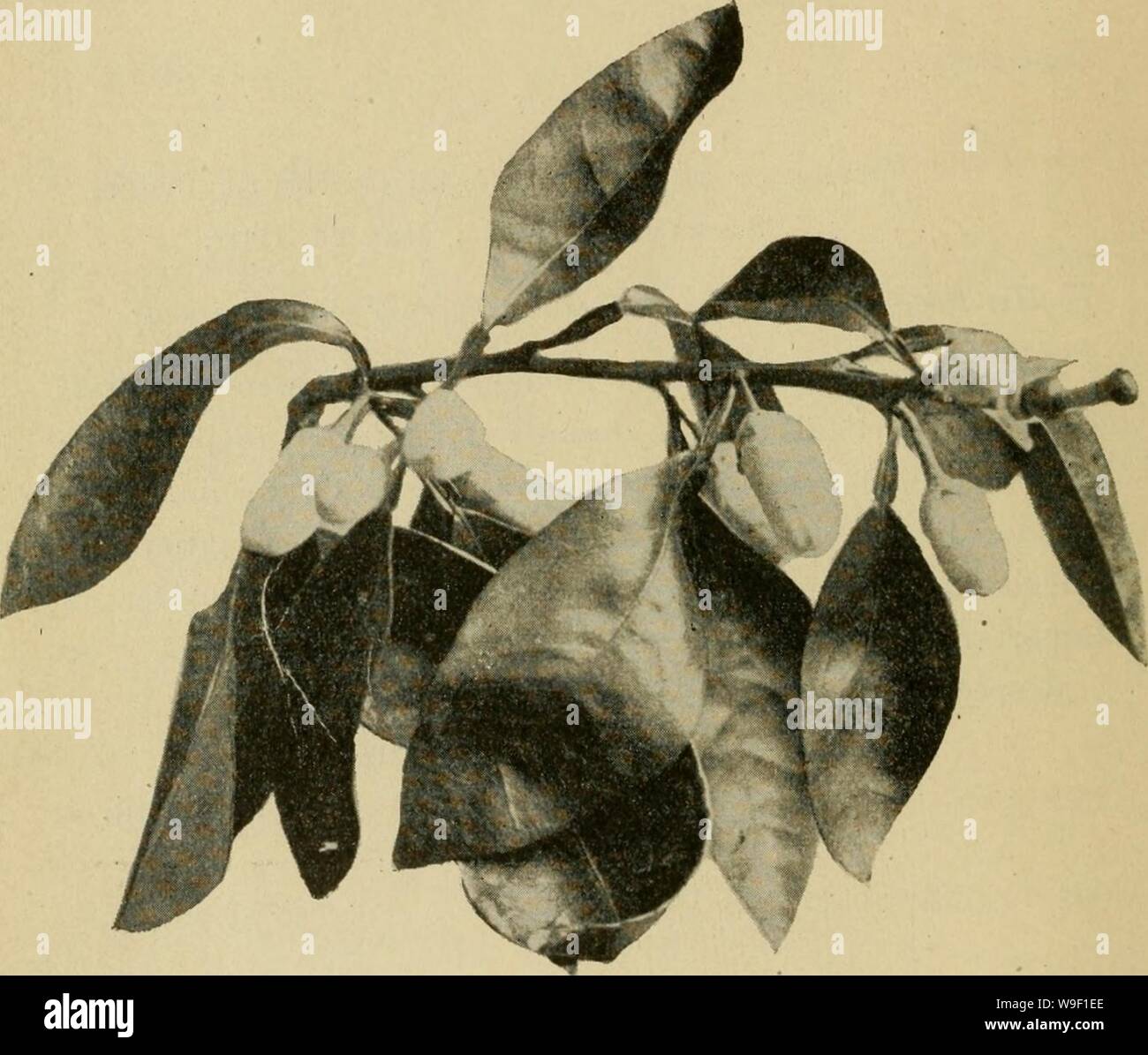 Archive image from page 9 of Culture of the citrus in. Culture of the citrus in California  cultureofcitrusi00lelo Year: 1902 ( FRUITING BRANCH OF THE ORANGE (Citrus aurantium): Stock Photo