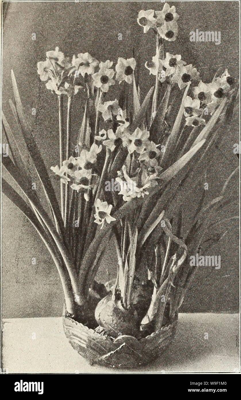 Archive image from page 9 of Currie's bulbs and plants . Currie's bulbs and plants : autumn 1912  curriesbulbsplan19curr 5 Year: 1912 ( CURRIE BROS. CO., MILWAUKEE, WISCONSIN    ANEMONE. -. ..,,,.,. , , Each Doz. 100 St. Brigid (Irish Anemone)—A magnificent variety with large, semi-double, brilliant colored flowers In all shades from white to the brightest scarlet, blue, mauve, maroon, striped, etc., borne freely on long stems, and are excellent for cut flowers. The tubers may be planted In fall outdoors in sheltered places if well protected $ .04 .40 2.50 Single (The Bride)—Pure white 02 .20 Stock Photo