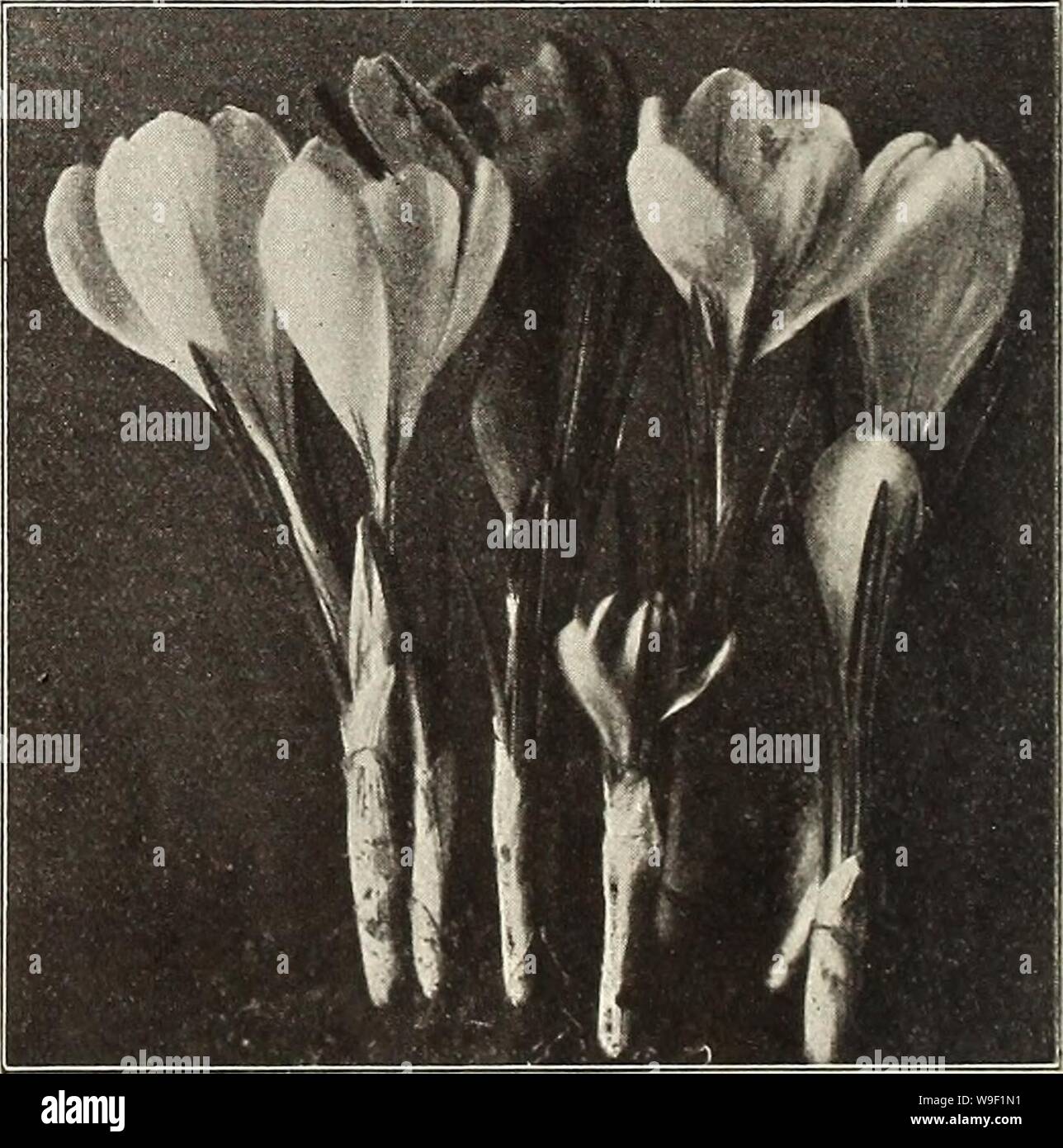 Archive image from page 9 of Currie's bulbs and plants . Currie's bulbs and plants : autumn 1912  curriesbulbsplan19curr 5 Year: 1912 ( ANEMONE. -. ..,,,.,. , , Each Doz. 100 St. Brigid (Irish Anemone)—A magnificent variety with large, semi-double, brilliant colored flowers In all shades from white to the brightest scarlet, blue, mauve, maroon, striped, etc., borne freely on long stems, and are excellent for cut flowers. The tubers may be planted In fall outdoors in sheltered places if well protected $ .04 .40 2.50 Single (The Bride)—Pure white 02 .20 1.25 Single (Fulgens)—The most brilliant o Stock Photo