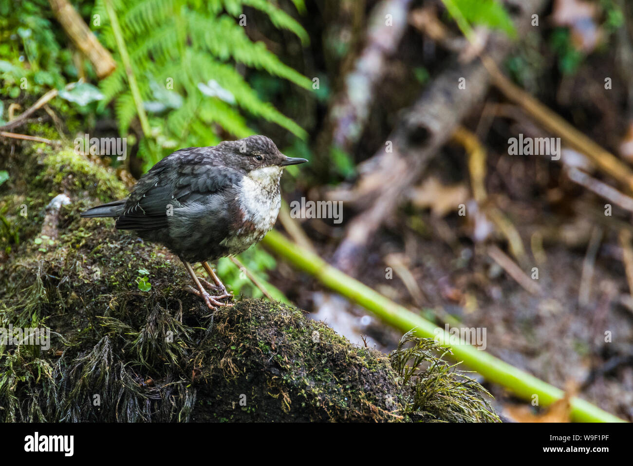 Young dipper, cinclus cinclus, perched on a mossy branch. Side view. Stock Photo