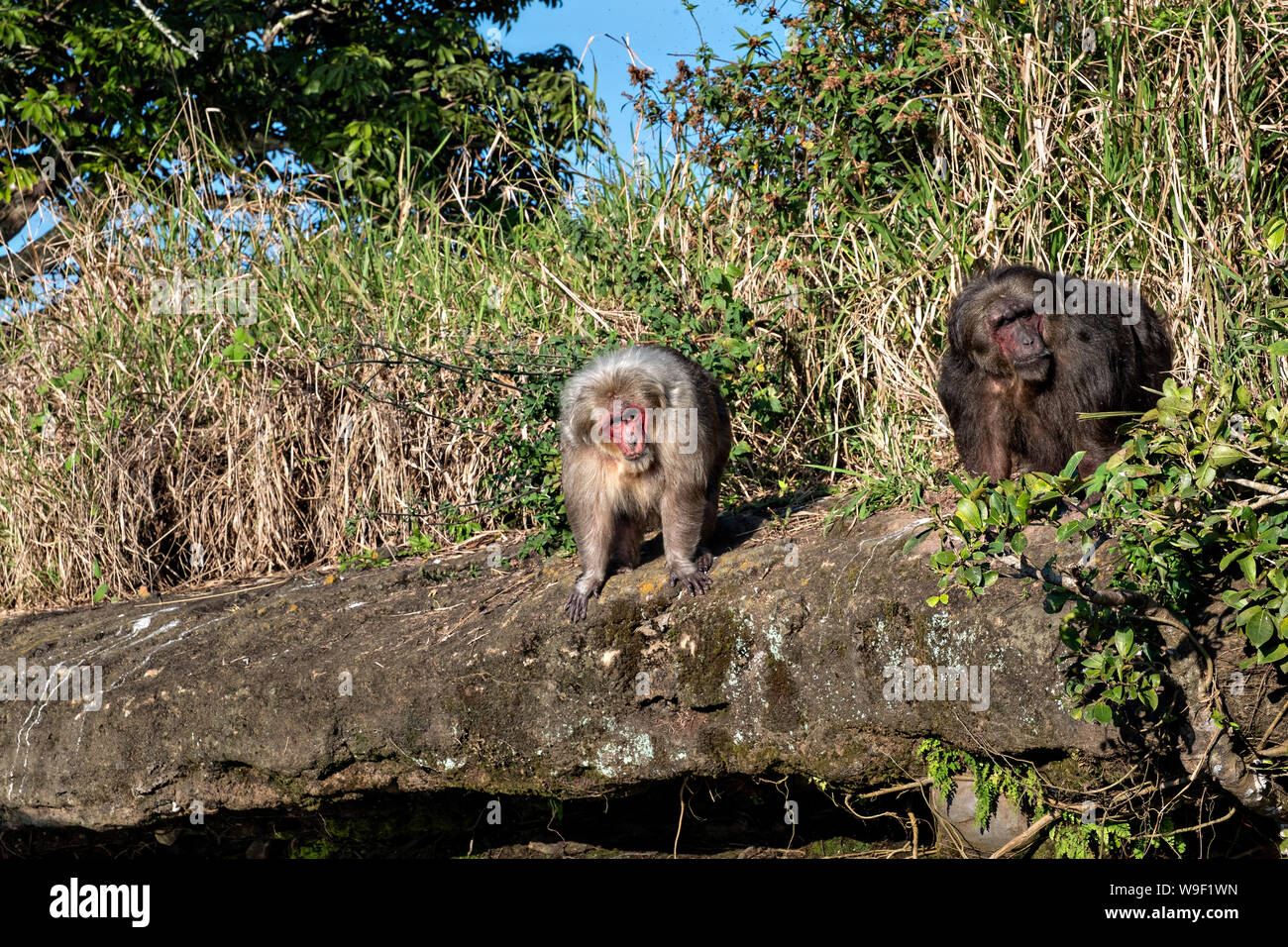 Monkey in puerto rico hires stock photography and images Alamy