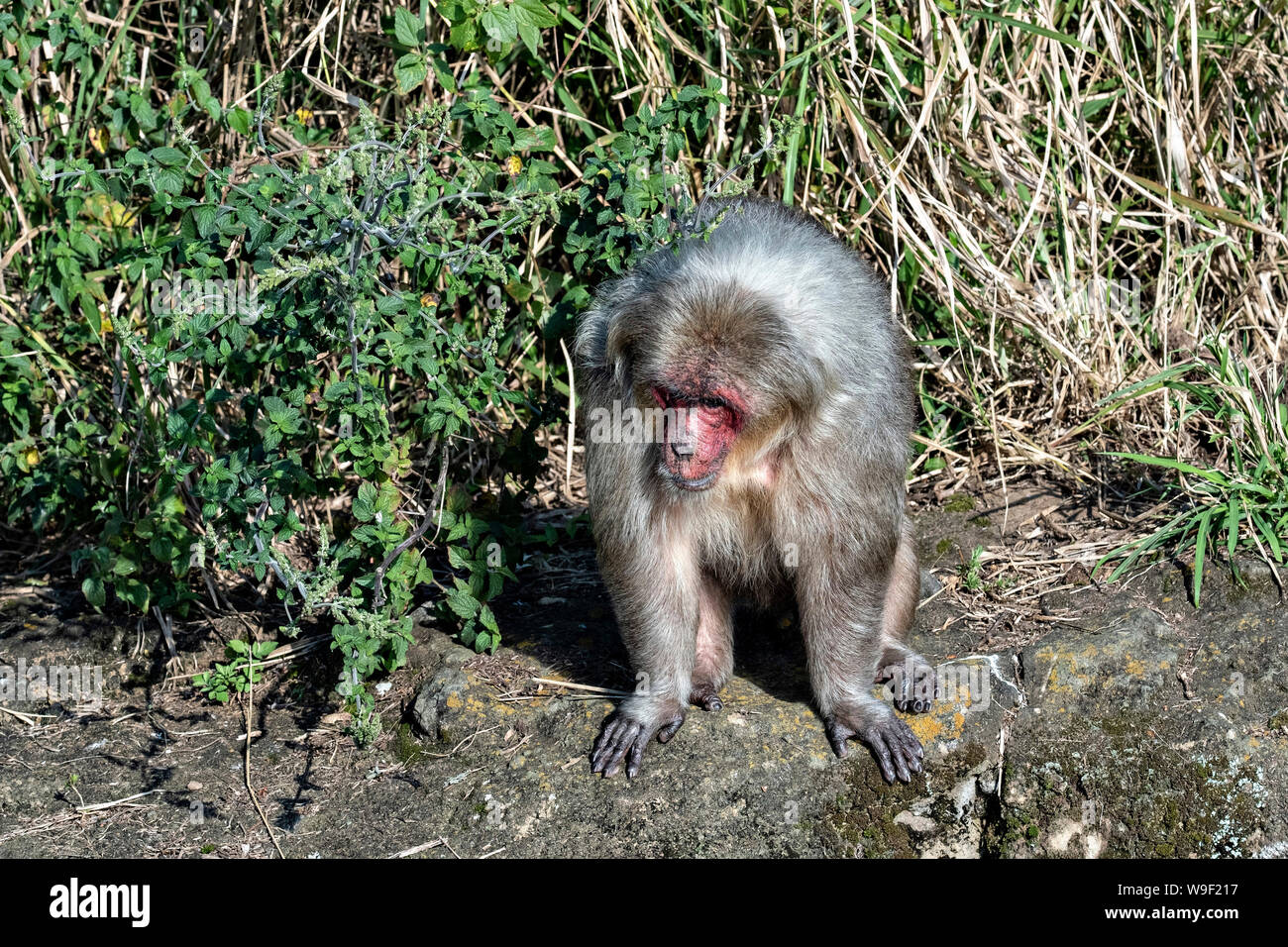 Stump Tail Macaques stand on the waters edge on Tanaxpillo Island in ...