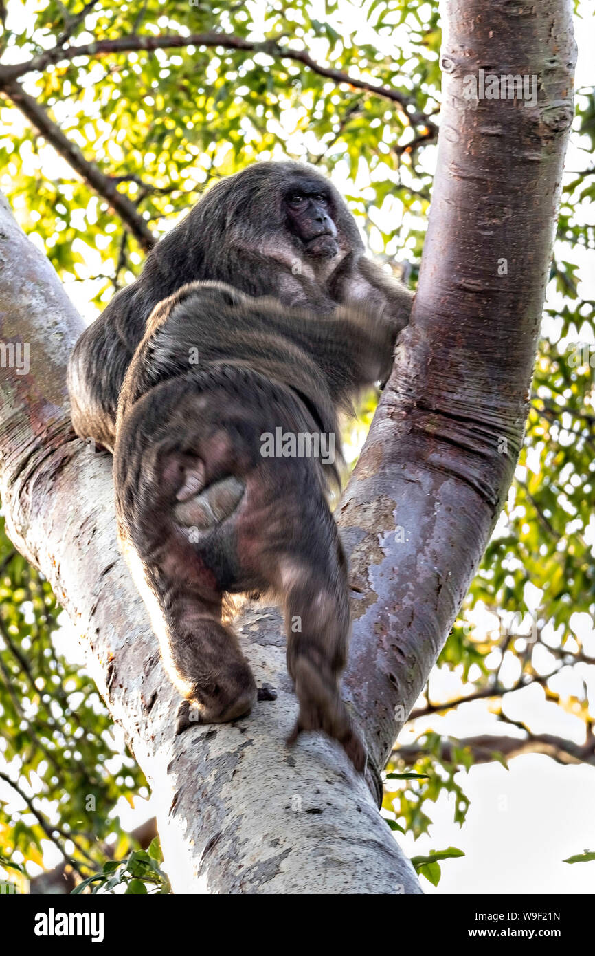 Stump Tail Macaques climb trees on Tanaxpillo Island in Lake Catemaco ...
