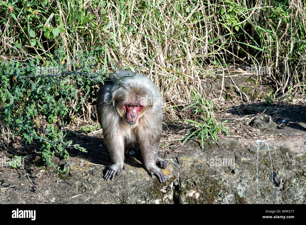 Monkey island puerto rico hi-res stock photography and images - Alamy