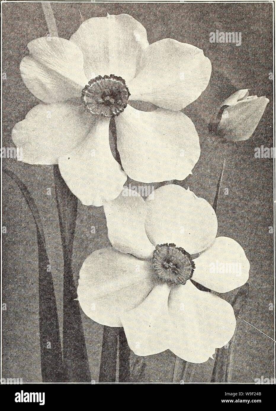 Archive image from page 10 of Currie's bulbs and plants . Currie's bulbs and plants : autumn 1926  curriesbulbsplan19curr 3 Year: 1926 ( Narcissus Poeticus. Each Doz. lOOi Poeticus (Pheasant's Eye)—Snow white, bright orange—scarlet cup $.12 $1.25 $9.00 Sir Watkin (Incomparabilis)—Enormous flowers, trumpet rich yellow, suffused with orange, sulphur perianth 18 2.00 15.00 Double Narcissus DAFFODILS. While the double Daffodils are not considered as at- tractive as the large flowering single trumpet sorts, they are no less desirable, and are especially adapted for naturalizing in odd corners, wher Stock Photo