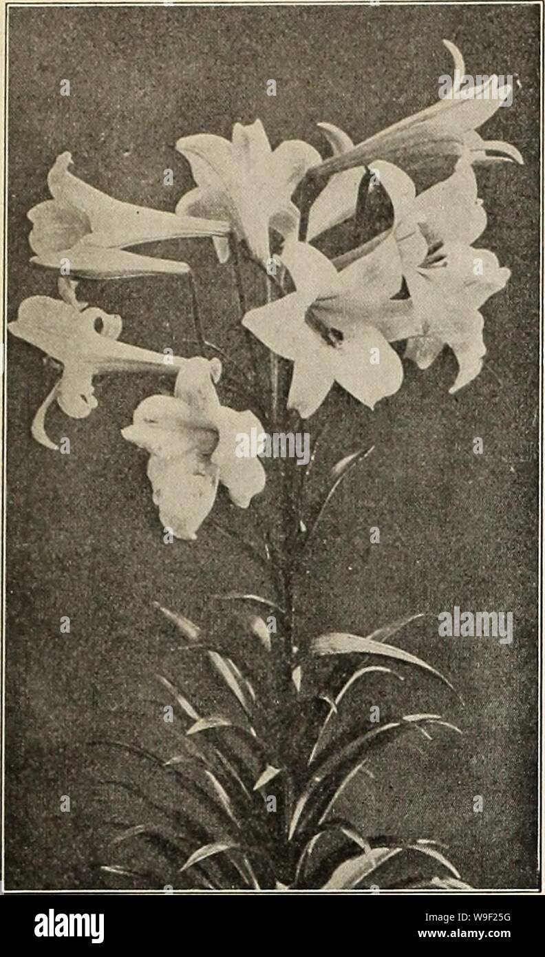 Archive image from page 10 of Currie's bulbs and plants . Currie's bulbs and plants : autumn 1914  curriesbulbsplan19curr 7 Year: 1914 ( CURRIE BROS. CO., AUTUMN CATALOGUE, 1914.    Lilies CANDIDUM, FORMOSUM AND HARRISII ARE READY TO SHIP IN AUGUST; THE OTHERS IN OCTOBER OR NOVEMBER. All of the species named, with the exception of Harrisii, are perfectly hardy. L. Candidura should be planted in September or early in October, in deep, iich, sandy soil, covering the bulbs about 3 inches. The Japanese sorts should be planted in November, covering the bulbs about 9 inches. BERMUDA EASTER LILY. LIL Stock Photo