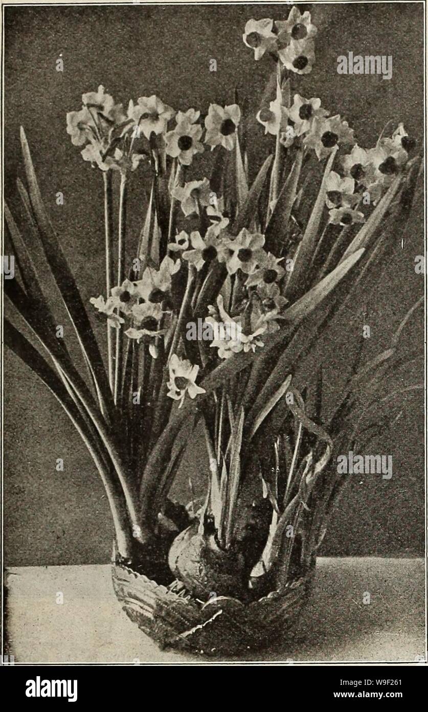 Archive image from page 10 of Currie's bulbs and plants . Currie's bulbs and plants : autumn 1916  curriesbulbsplan19curr 9 Year: 1916 ( CURRIE BROS. CO., AUTUMN CATALOGUE, 1010    ANEMONE. Each Doz. 100 St. Brigid (Irish Anemone)—A magnificent variety with large, semi-double, brilliant colored flowers in all shades from white to the brightest scarlet, blue, mauve, maroon, striped, etc., borne freely on long stems, and are excellent for cut flowers. The tubers may be planted in fall outdoors in sheltered places if well protected $ .03 $ .30 $2.25 Single (The Bride)—Pure white 02 .20 1.25 Singl Stock Photo