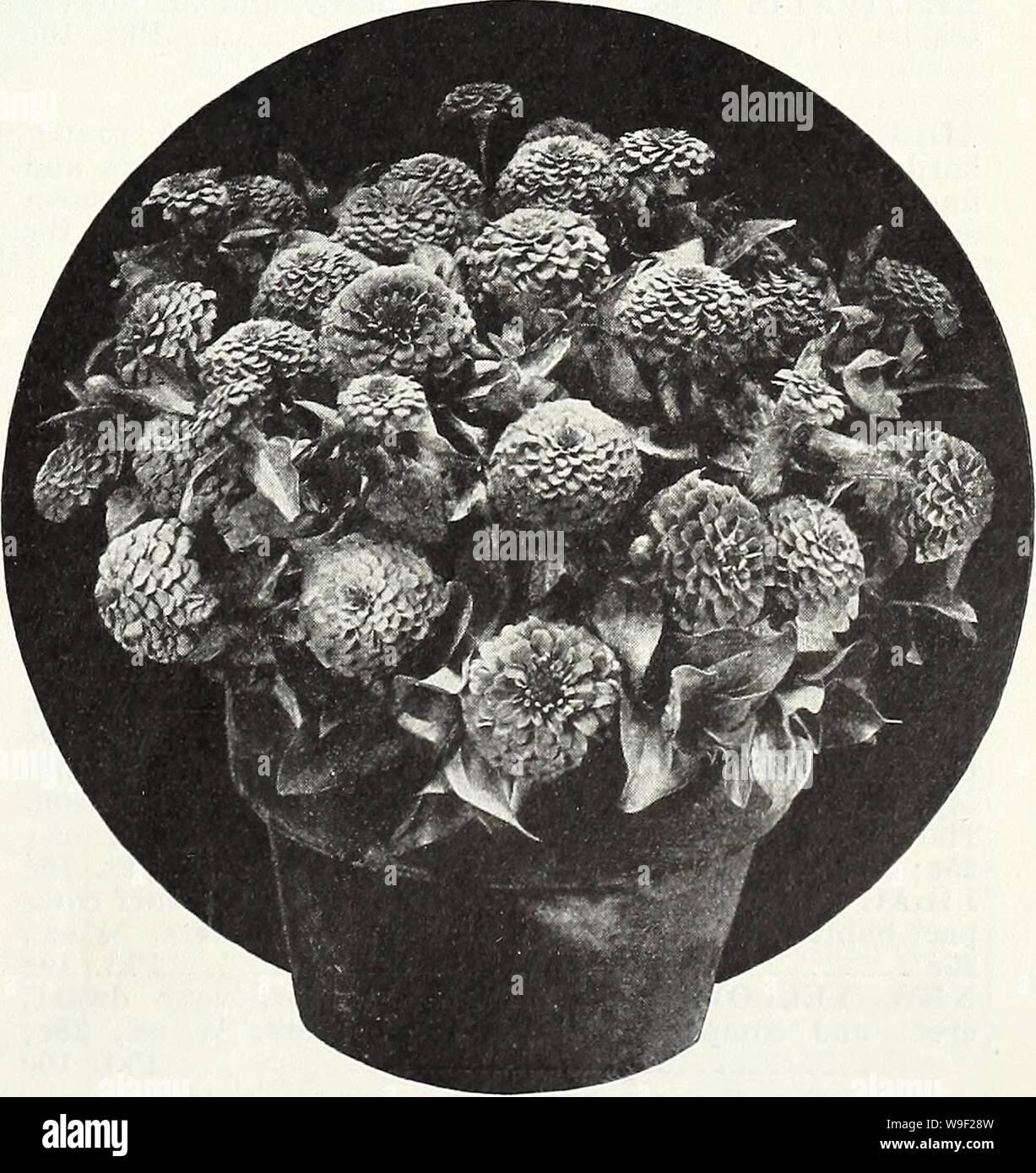 Archive image from page 10 of Currie's garden annual  spring,. Currie's garden annual : spring, 1935 60th year  curriesgardenann19curr 1 Year: 1935 ( Zinnia Fantasy Mixture SAINTPAULIA—/rican Violet lONANTHA—A splendid pot-plant of easy culture, producing a great profusion of deep blue flowers set against dark green, Gloxinia-like foliage. Blooms continuously and resembles a giant violet in many ways. Pkt., 50c.    Zinnia Lilliput Tom Thumb Mixture Stock Photo