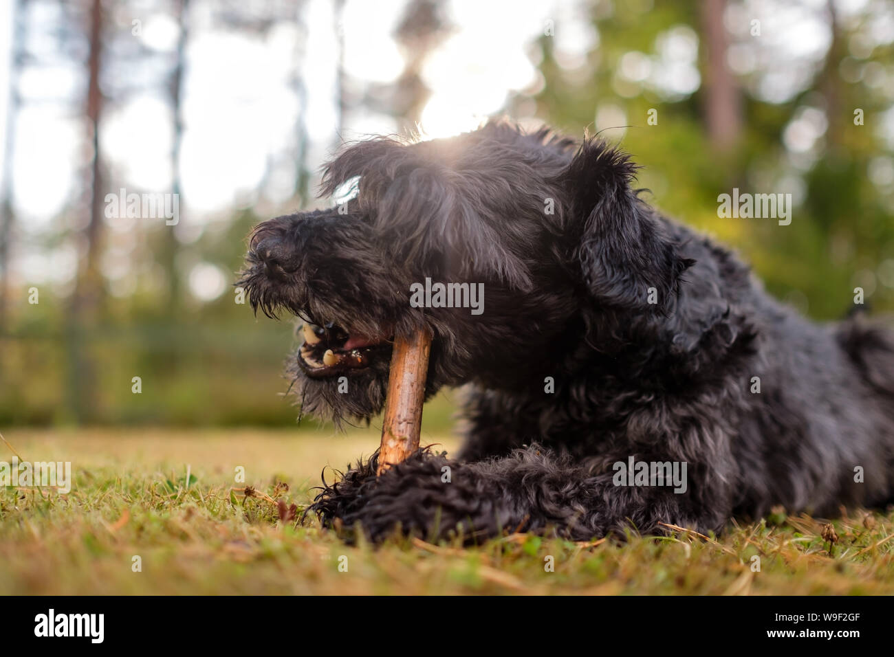 Black schnauzer dog is playing with a stick in the summer day Stock Photo