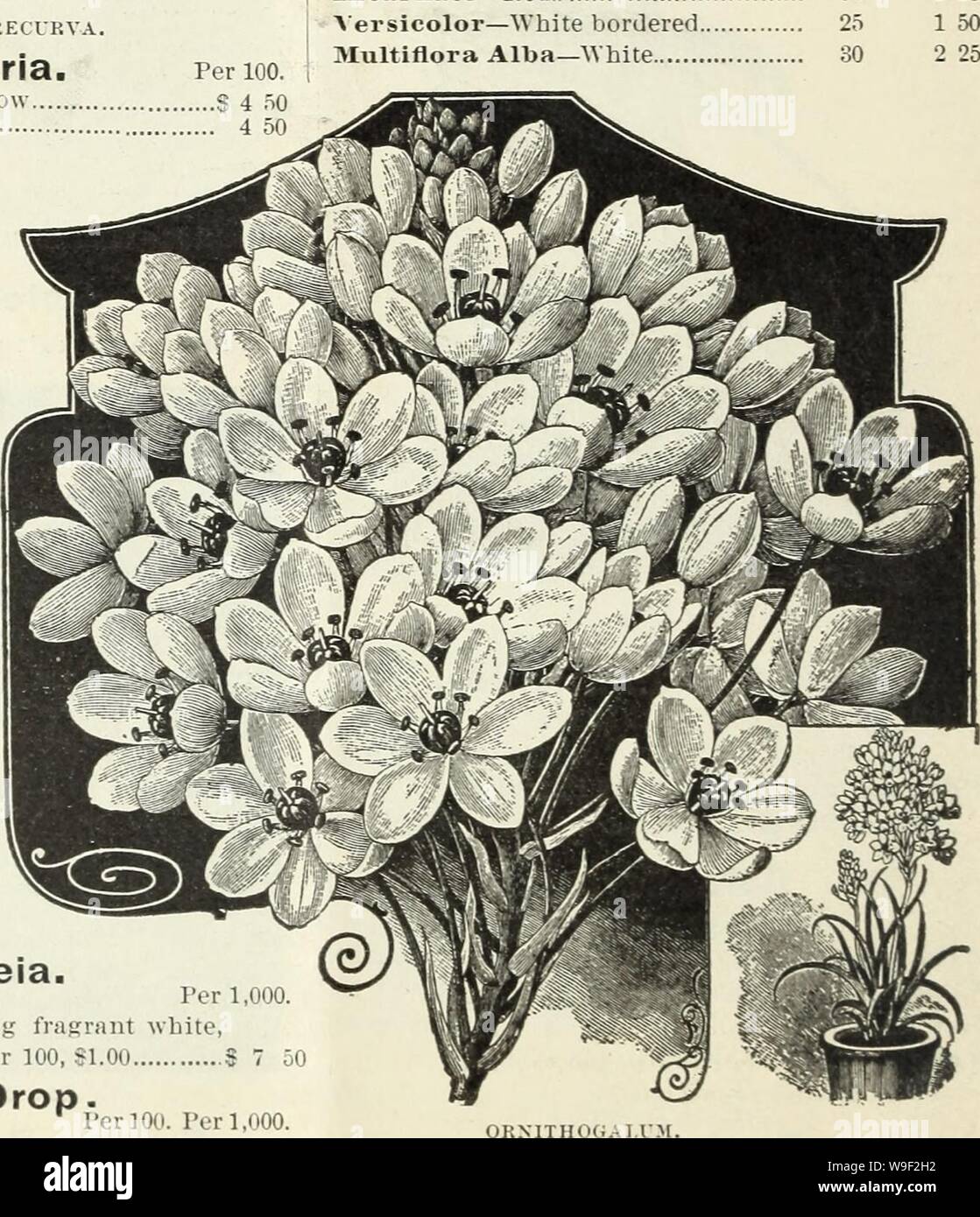 Archive image from page 11 of Currie brothers' wholesale catalogue . Currie brothers' wholesale catalogue : bulbs, seeds, and florists' supplies  curriebrotherswh18curr Year: 1892 ( FRITILLARIA RECUKVA Fritillaria. Lanceolata—Greenish yellow Kecurva—Crimson Ornithogalum. Per 100. Per 1,000. Arabicum S2 00 SIT 00 Ranunculus. Per 100. Double—French S 60  Persian GO ' Turban 75 Scilla. Per 100. Companxilata—Blue: per doz., 25c S2 CO Hyacintboides Coe- rulea — Blue; per doz., 25c 2 00 Hyacintboides Alba — White; per doz., 45c 3 00 Hyacintboides Rosea—Rose 8 00 Siberica —Blue; i)er doz., 15c 7) per Stock Photo