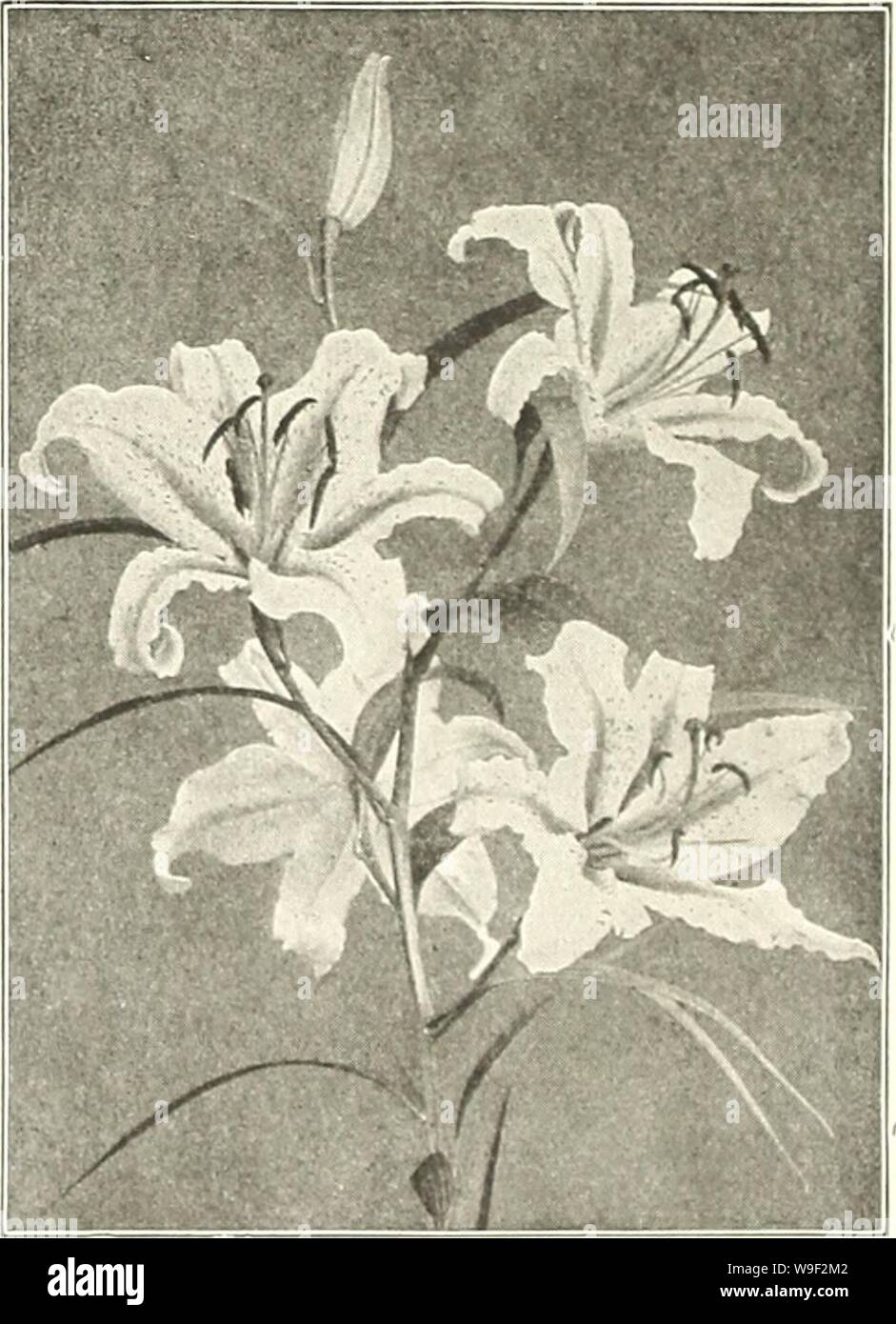 Archive image from page 11 of Currie's bulbs and plants . Currie's bulbs and plants : autumn 1919  curriesbulbsplan19curr 0 Year: 1919 ( 10 ( URKIE BROS. CO., MILWAUKEE, WISCONSIN. y-M iirfi IgET jjfc1 v fi V ' , '  &gt; Kwyn Easter Lily. SPECIOSUMâ(Lancifolium). The Speciosum sorts are the most generally admired of all the Hardy Lilies. They commence blooming in July and continue until frost cuts them down. Each Doz. 100 AlbumâWhite. Extra large bulbs $ .35 $3.50 $25.00 Roseum (Rubrum)âWhite suffused and spotted rose. Extra large bulbs 35 3.50 25.00 MelpomeneâRich crimson, heavily spotted. Stock Photo