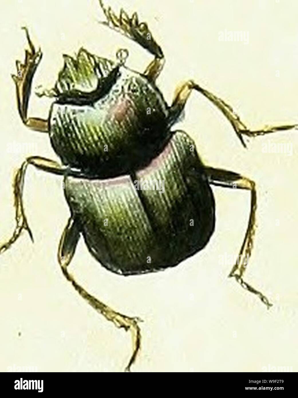 First Primitive Insects Archive image from page 11 of Natural history of the insects. Natural ...