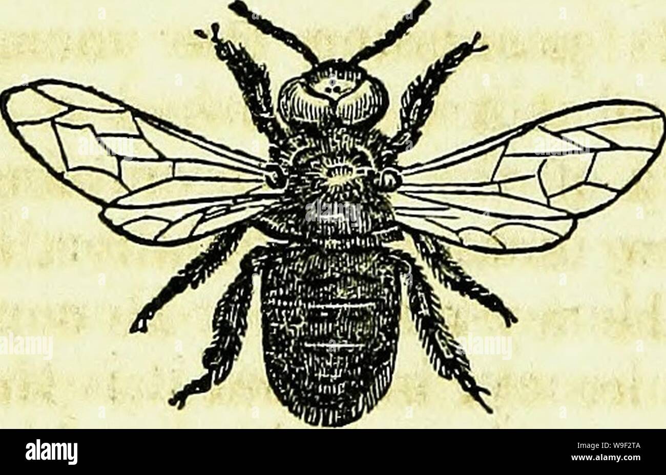 Archive Image From Page 11 Of The Hive And The Honey Bee - 