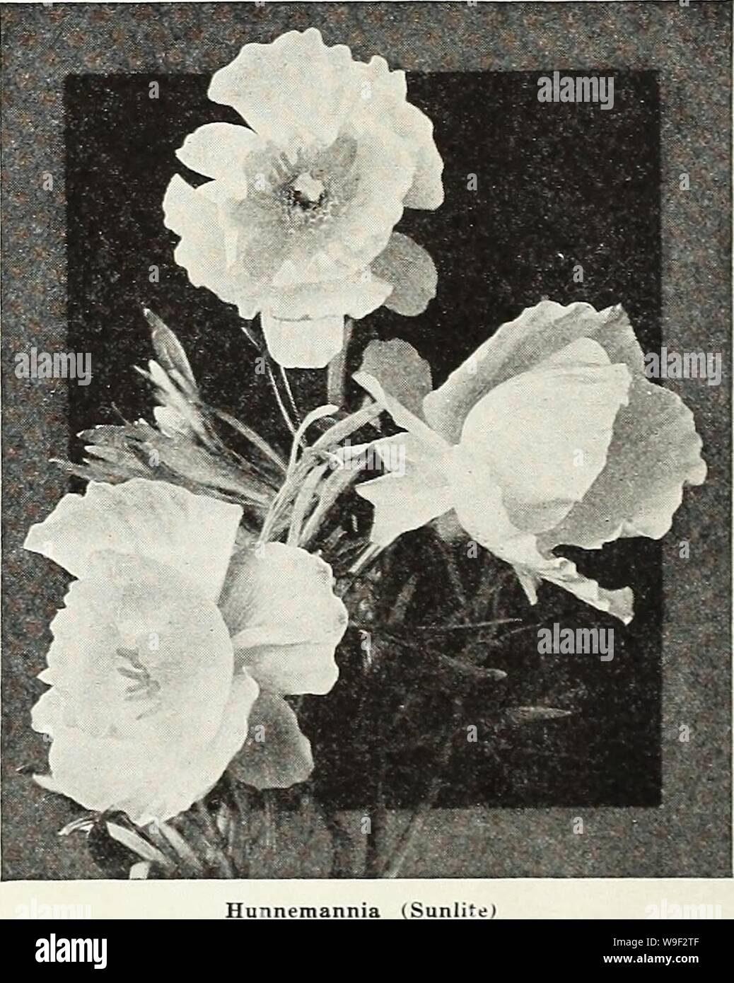 Archive image from page 11 of Currie's garden annual  spring. Currie's garden annual : spring 1936 61st year  curriesgardenann19curr 2 Year: 1936 ( GILIA LINIFLOR4 WHITE SWAN Introducing a new subject for cut flower use, a very easily grown annual. The plants are neat, upright and semi-compact in habit 12 to 15 inches high, covered with dozens of the dainty, single flax-like flowers which are borne on long stems. Pkt., 15c. HUNNEMANNIA—Sunlite SUNLITE—A double flowered poppy which is dif- ferent. Its extra band of petals is produced on the outside, rather than the inside of the tulip shaped fl Stock Photo