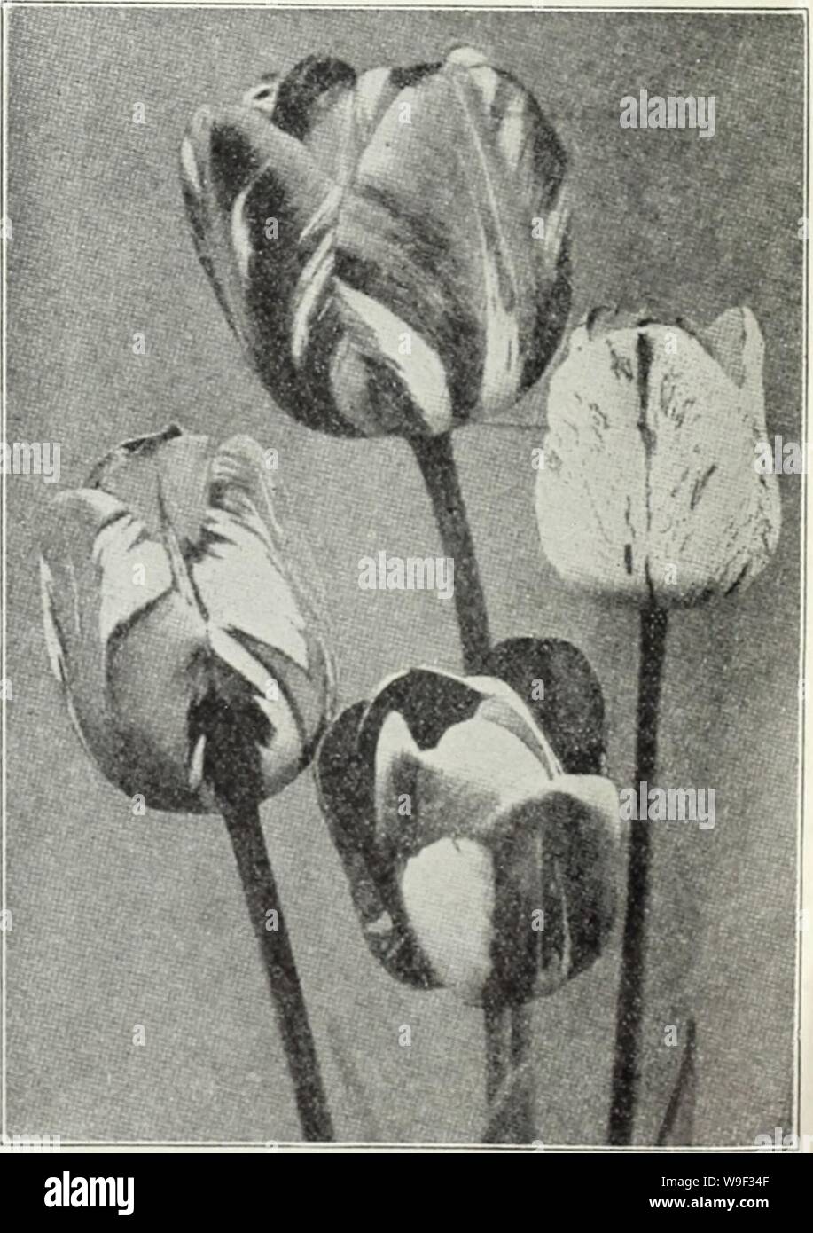 Archive image from page 12 of Currie's bulbs and plants . Currie's bulbs and plants : autumn 1928  curriesbulbsplan19curr Year: 1928 ( Old Dutch Breeder Tulips Similar to the Damvin Tulips except in the combinations of color, which is entirely different, comprising brown and orange, purple and bronze, terra cotta, grey and lilac and other artistic colors. The flowers are large and are borne on tall strong stems. Doz. 100 1000 Apricot (Perfection) — (25) Large, bronze shaded apricot, olive base $i.lO $ 7.50 $70.00 UneohiiK — (30) Very handsome dark violet, im- mense flower or stiff stem i.no lO Stock Photo