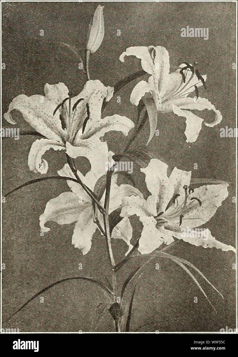 Archive image from page 12 of Currie's bulbs and plants . Currie's bulbs and plants : autumn 1916  curriesbulbsplan19curr 9 Year: 1916 ( Lilies BERMUDA EASTER LILY. CANDIDUM, FORMOSUM AND HARRISII ARE READY TO SHIP IN AUGUST; THE OTHERS IN OCTOBER OR NOVEMBER. All of the species named, with the exception of Harrisii, are perfectly hardy. L. Candidum should be planted in September or early in October, in deep, rich, sandy soil, covering1 the bulbs about 3 inches. The Japanese sorts should be planted in November, covering the bulbs about 9 Inches. LONGIFLORUM GIGANTEUM (Dark Stem). Flowers trump Stock Photo