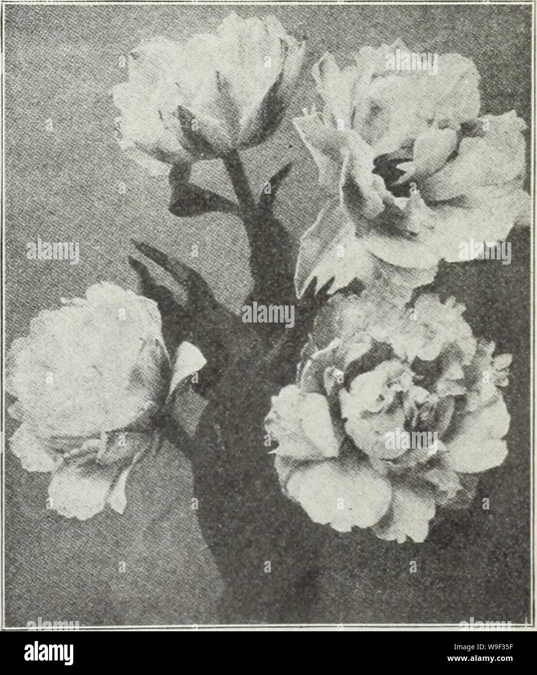 Archive image from page 12 of Currie's autumn 1929 54th year. Currie's autumn 1929 54th year bulbs and plants  curriesautumn19219curr Year: 1929 ( EARLY DOUBLE FLOWERING TULIPS Azalea—(E. 8) Beautiful deep rose flushed salmon. Doz., 1.25; 100, 8.50; 1000, 80.00. Boule de Neige—(E. 10) Large pure white. Doz., 95c; 100, 6.50; 1000, 60.00. Couronne d'Or (Crown of Gold) — (E. 10) Flower large and very double, rich golden j-cllow shaded orange. Doz., 1.20; 100, .00; 1000, 75.00. Electra—(E. 8) Carmine shaded light violet; very large and beautiful. Doz., 1.70; 100, 12.50. Gloria Solis—(E. 9) Very la Stock Photo